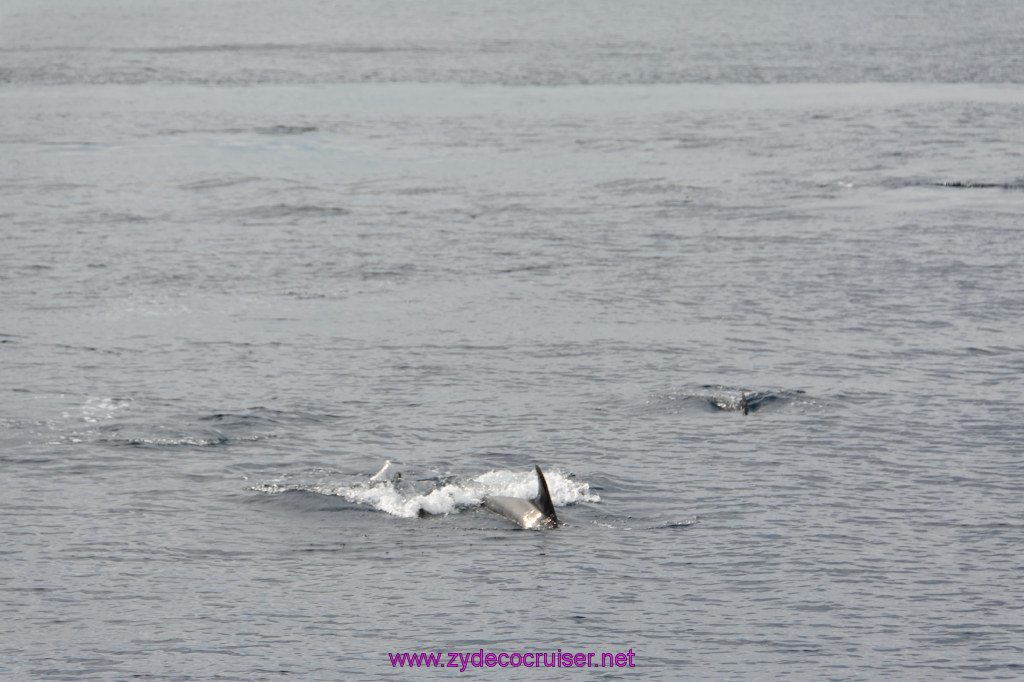 259: Carnival Inspiration, Catalina Island, Coastal Wild Dolphin Adventure, 