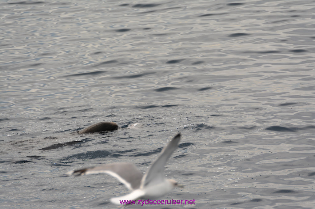 282: Carnival Inspiration, Catalina Island, Coastal Wild Dolphin Adventure, 