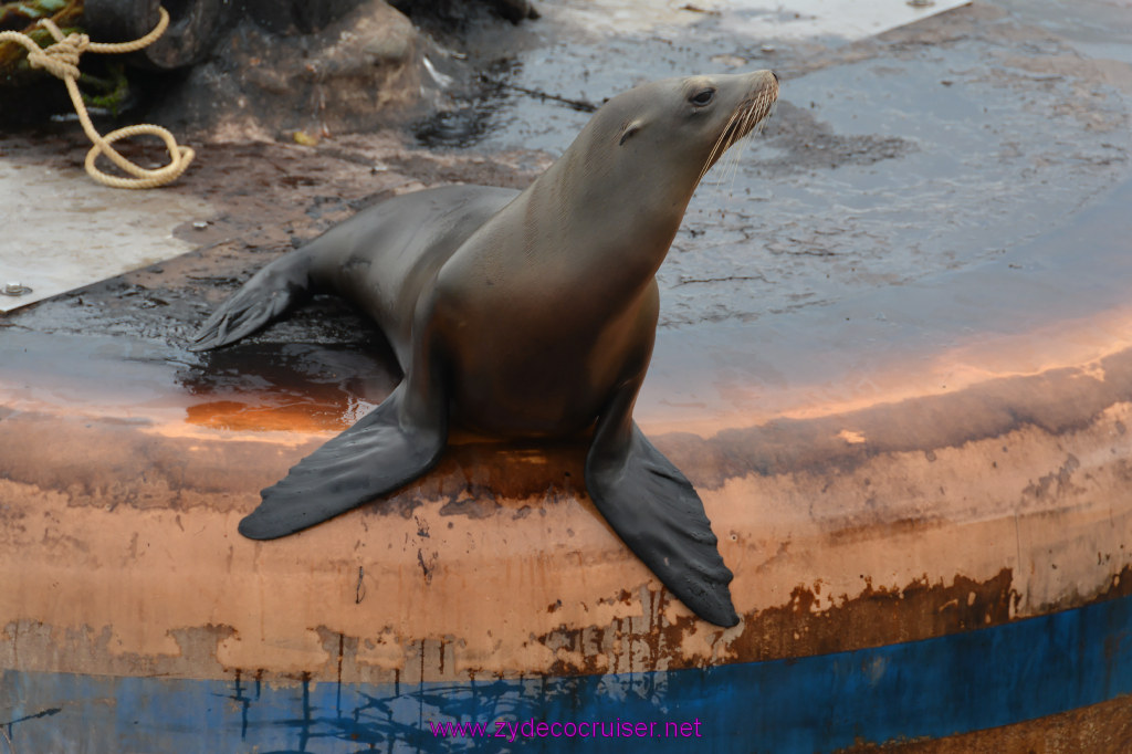 309: Carnival Inspiration, Catalina Island, Coastal Wild Dolphin Adventure, 