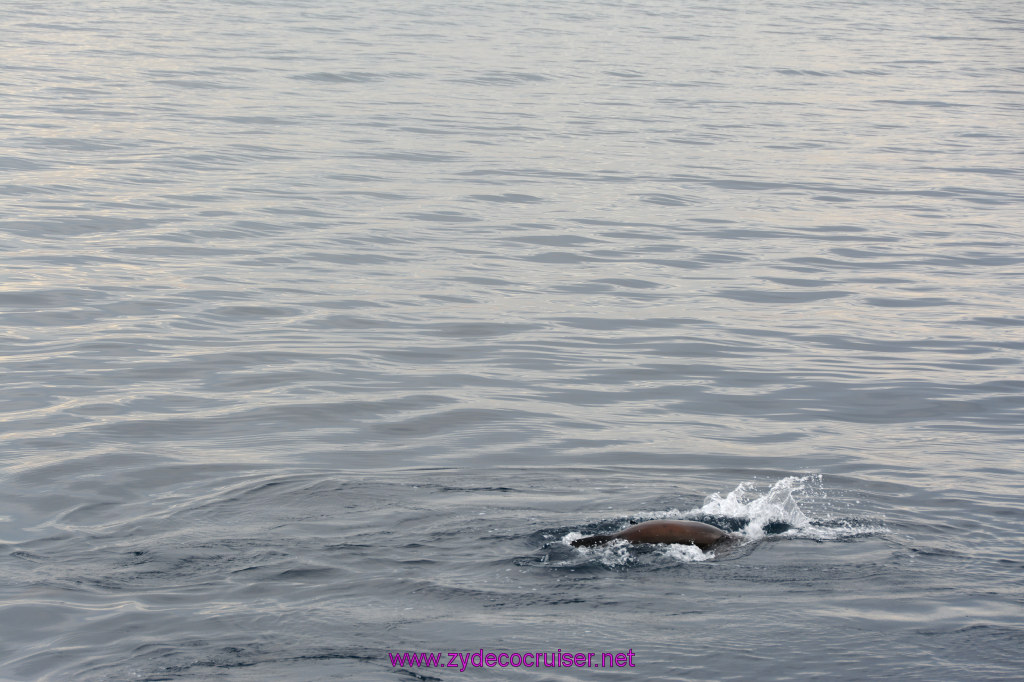 312: Carnival Inspiration, Catalina Island, Coastal Wild Dolphin Adventure, 
