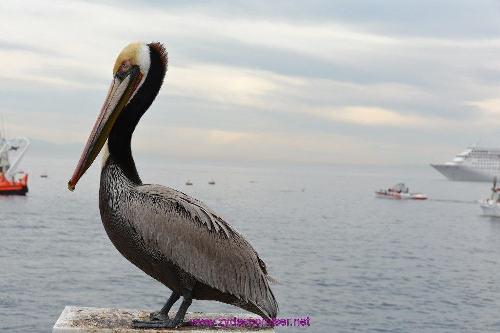 326: Carnival Inspiration, Catalina Island, Pelican