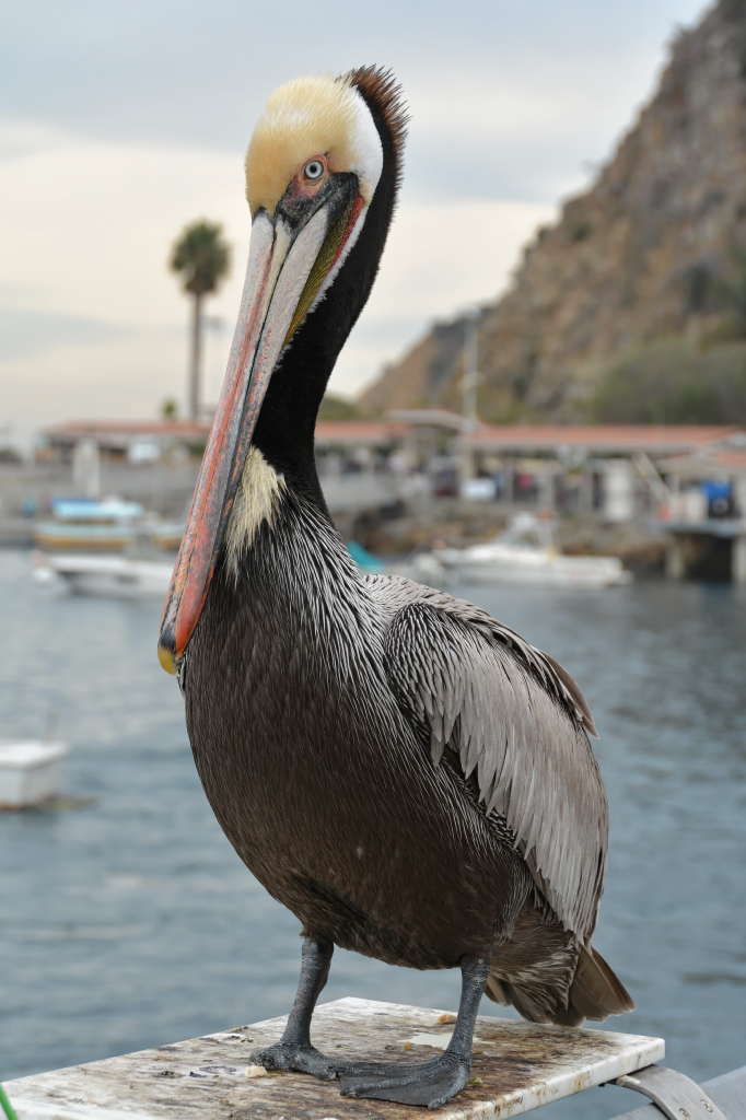331: Carnival Inspiration, Catalina Island, Pelican
