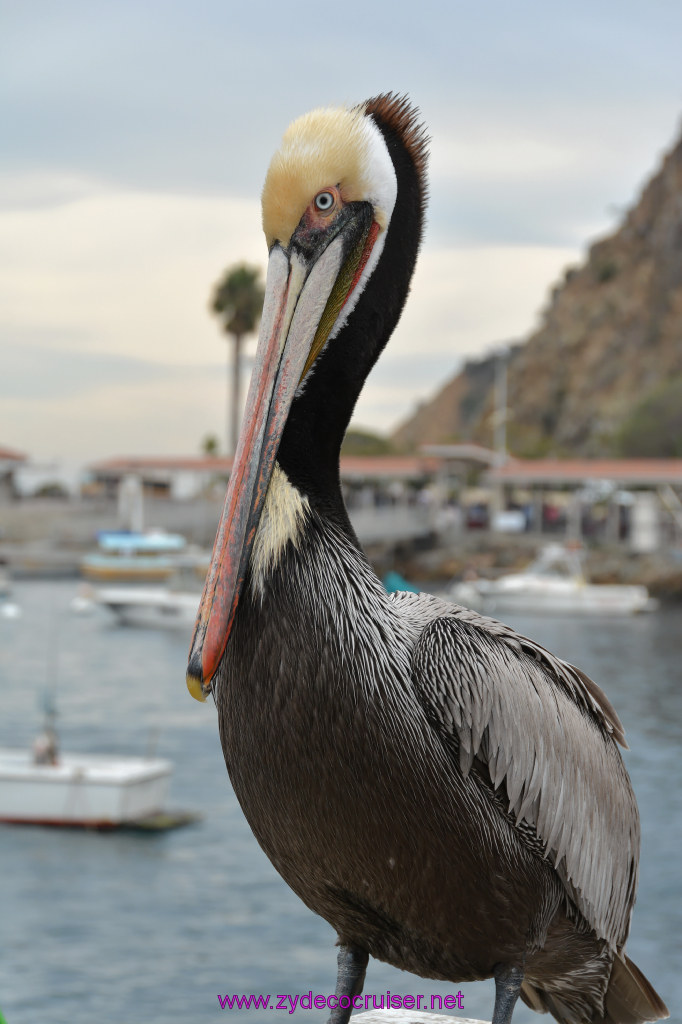 332: Carnival Inspiration, Catalina Island, Pelican