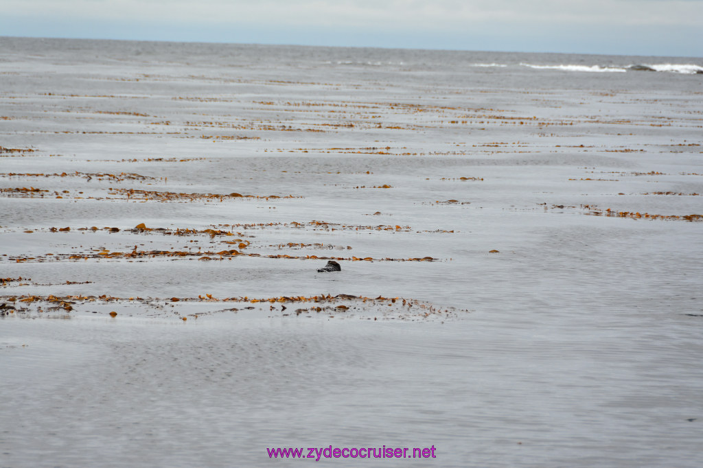 082: Carnival Miracle Alaska Cruise, Sitka, Jet Cat Wildlife Quest And Beach Exploration Excursion, Sea Otters