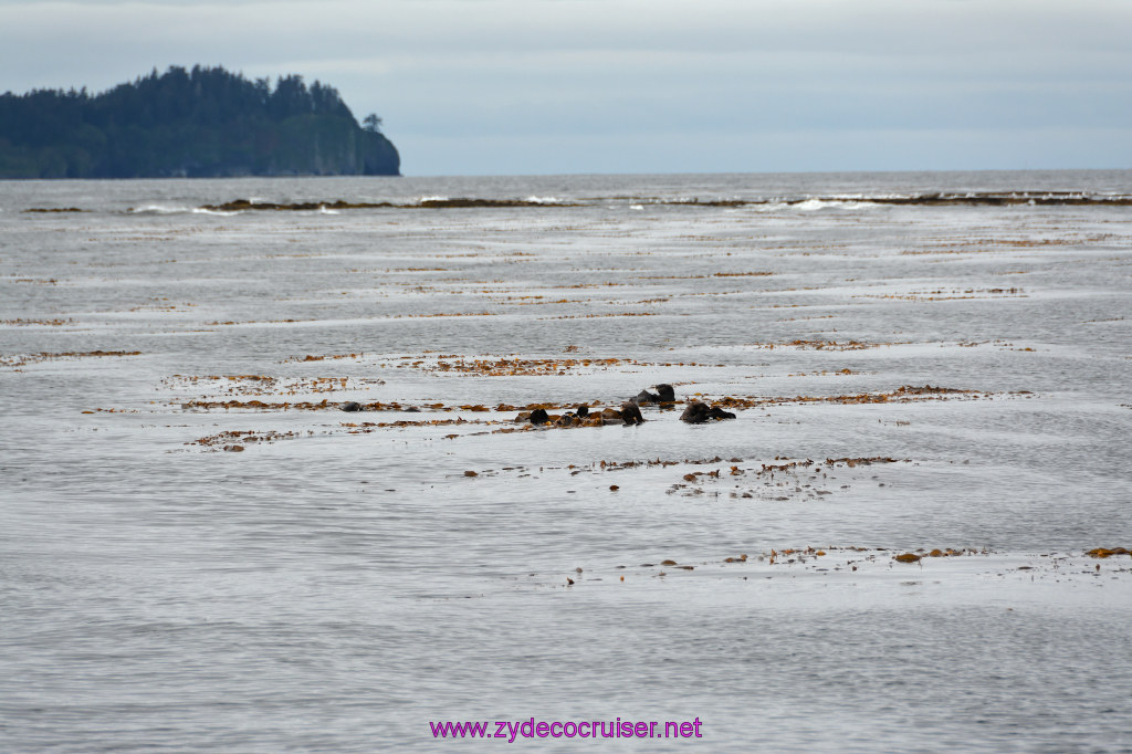 087: Carnival Miracle Alaska Cruise, Sitka, Jet Cat Wildlife Quest And Beach Exploration Excursion, Sea Otters