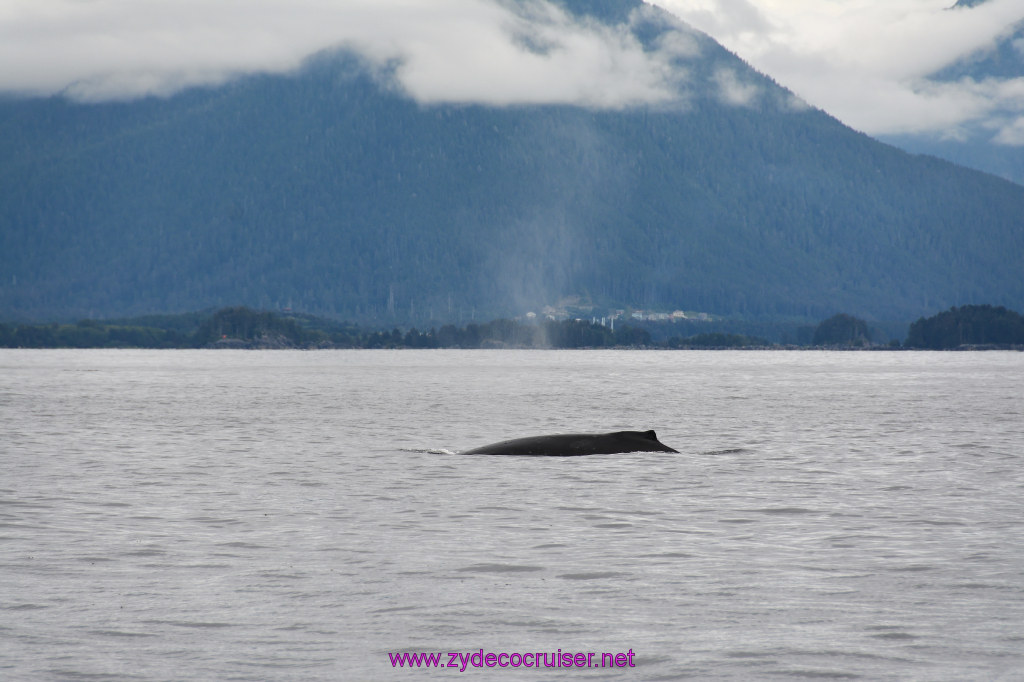 178: Carnival Miracle Alaska Cruise, Sitka, Jet Cat Wildlife Quest And Beach Exploration Excursion, 