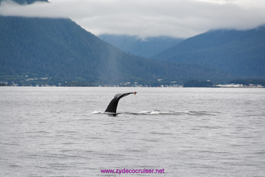 187: Carnival Miracle Alaska Cruise, Sitka, Jet Cat Wildlife Quest And Beach Exploration Excursion, 