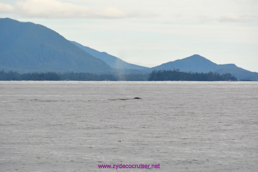 195: Carnival Miracle Alaska Cruise, Sitka, Jet Cat Wildlife Quest And Beach Exploration Excursion, 