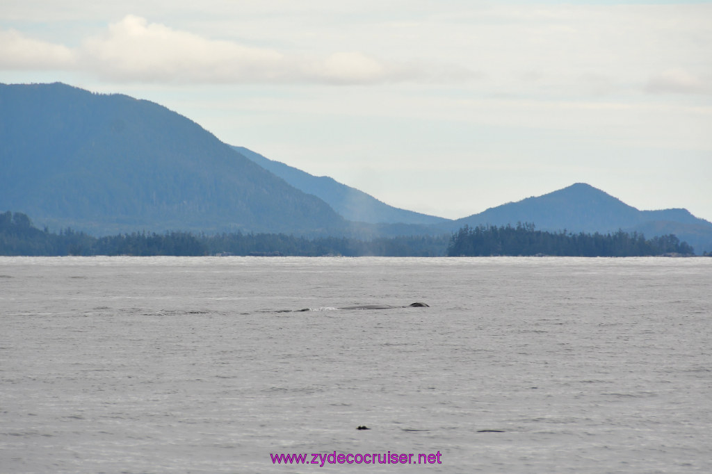 196: Carnival Miracle Alaska Cruise, Sitka, Jet Cat Wildlife Quest And Beach Exploration Excursion, 