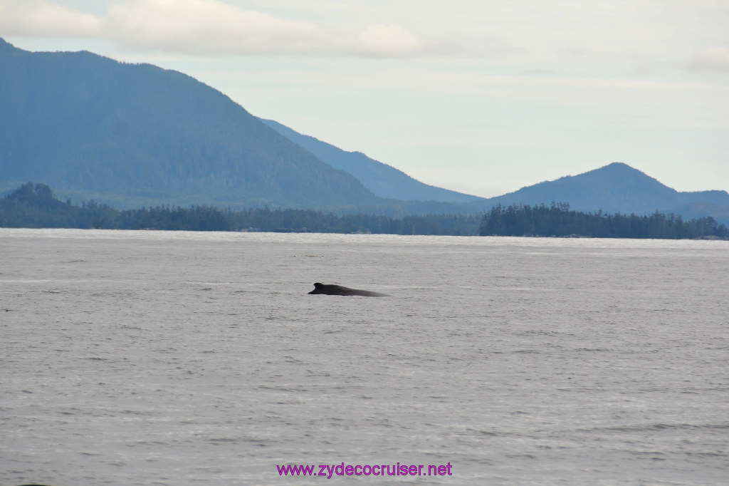 197: Carnival Miracle Alaska Cruise, Sitka, Jet Cat Wildlife Quest And Beach Exploration Excursion, 