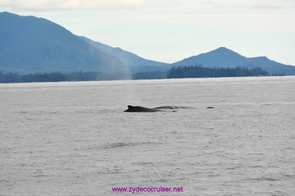 201: Carnival Miracle Alaska Cruise, Sitka, Jet Cat Wildlife Quest And Beach Exploration Excursion, 