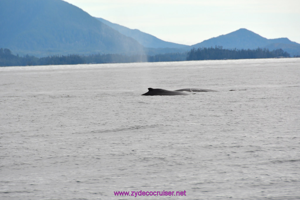 202: Carnival Miracle Alaska Cruise, Sitka, Jet Cat Wildlife Quest And Beach Exploration Excursion, 