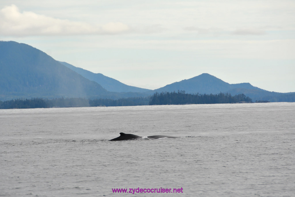 203: Carnival Miracle Alaska Cruise, Sitka, Jet Cat Wildlife Quest And Beach Exploration Excursion, 