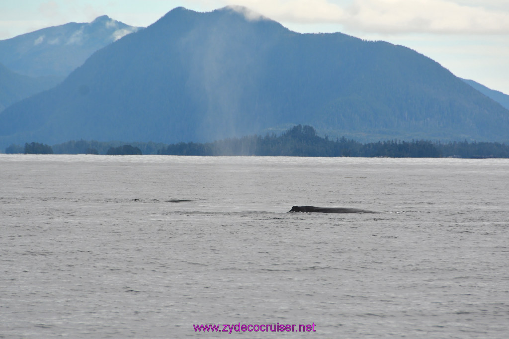 204: Carnival Miracle Alaska Cruise, Sitka, Jet Cat Wildlife Quest And Beach Exploration Excursion, 