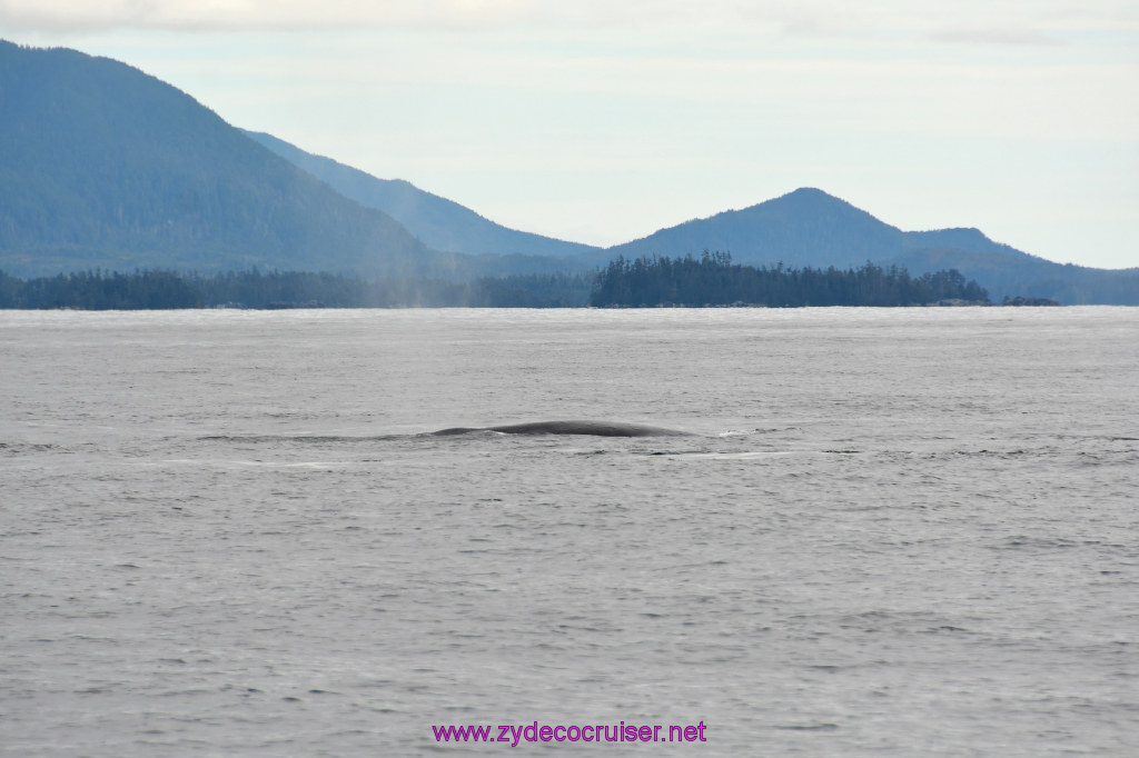 206: Carnival Miracle Alaska Cruise, Sitka, Jet Cat Wildlife Quest And Beach Exploration Excursion, 