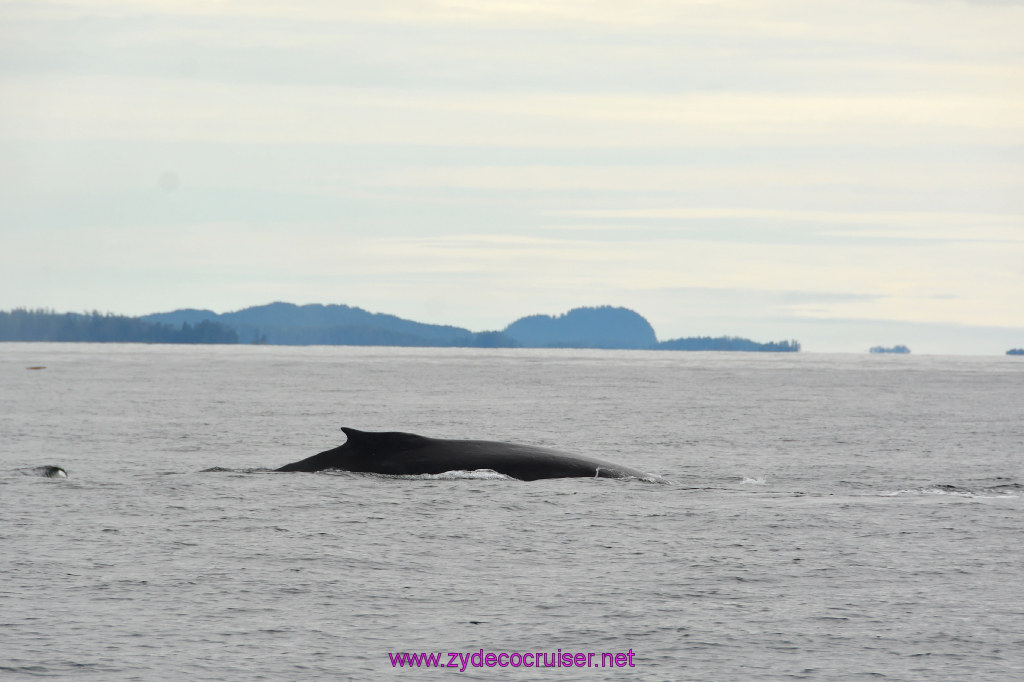 216: Carnival Miracle Alaska Cruise, Sitka, Jet Cat Wildlife Quest And Beach Exploration Excursion, 