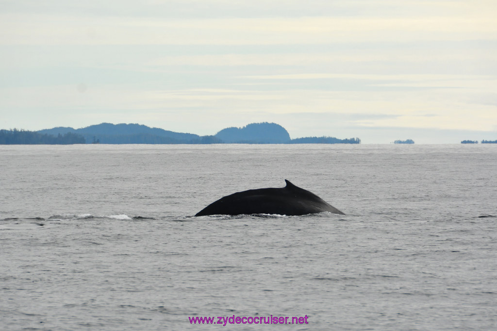 223: Carnival Miracle Alaska Cruise, Sitka, Jet Cat Wildlife Quest And Beach Exploration Excursion, 
