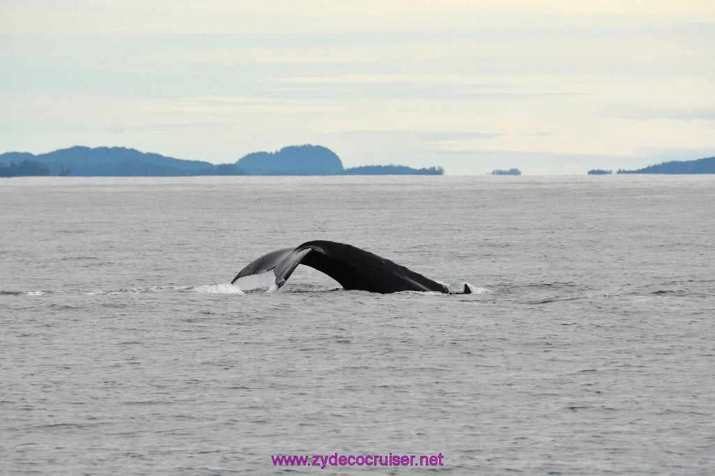 226: Carnival Miracle Alaska Cruise, Sitka, Jet Cat Wildlife Quest And Beach Exploration Excursion, 