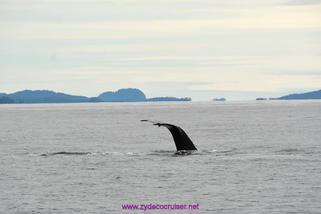 228: Carnival Miracle Alaska Cruise, Sitka, Jet Cat Wildlife Quest And Beach Exploration Excursion, 