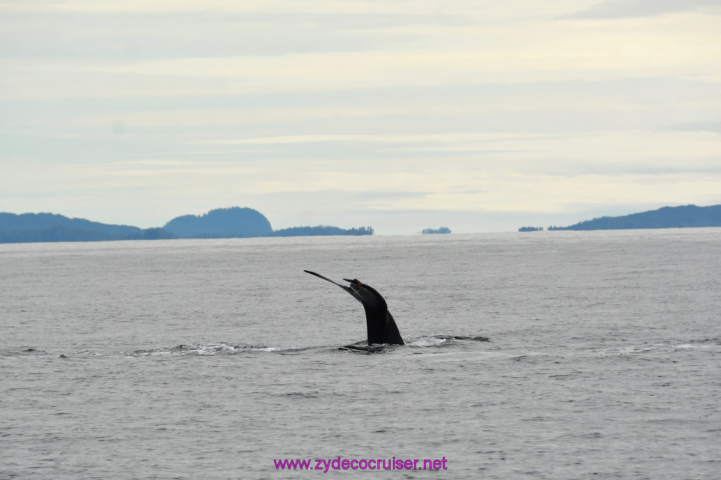 229: Carnival Miracle Alaska Cruise, Sitka, Jet Cat Wildlife Quest And Beach Exploration Excursion, 