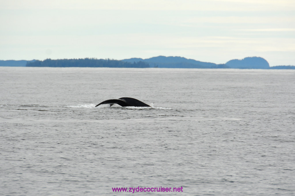 238: Carnival Miracle Alaska Cruise, Sitka, Jet Cat Wildlife Quest And Beach Exploration Excursion, 