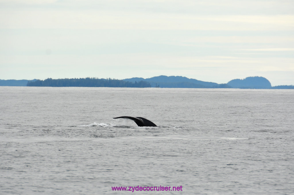 239: Carnival Miracle Alaska Cruise, Sitka, Jet Cat Wildlife Quest And Beach Exploration Excursion, 