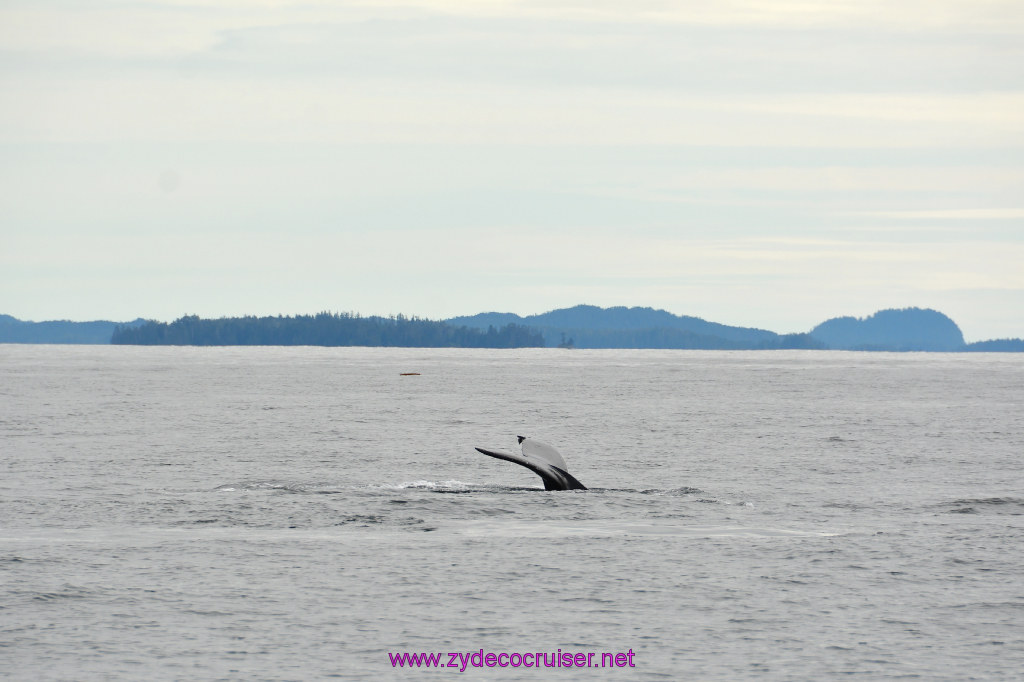240: Carnival Miracle Alaska Cruise, Sitka, Jet Cat Wildlife Quest And Beach Exploration Excursion, 