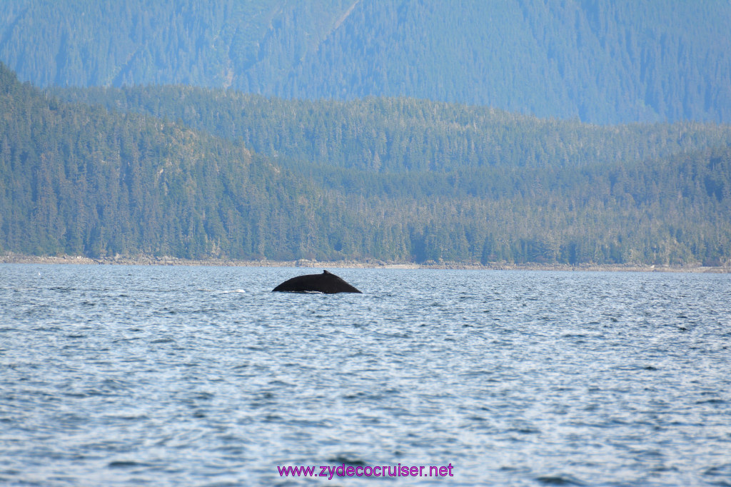 370: Carnival Miracle Alaska Cruise, Juneau, Harv and Marv's Whale Watching, 