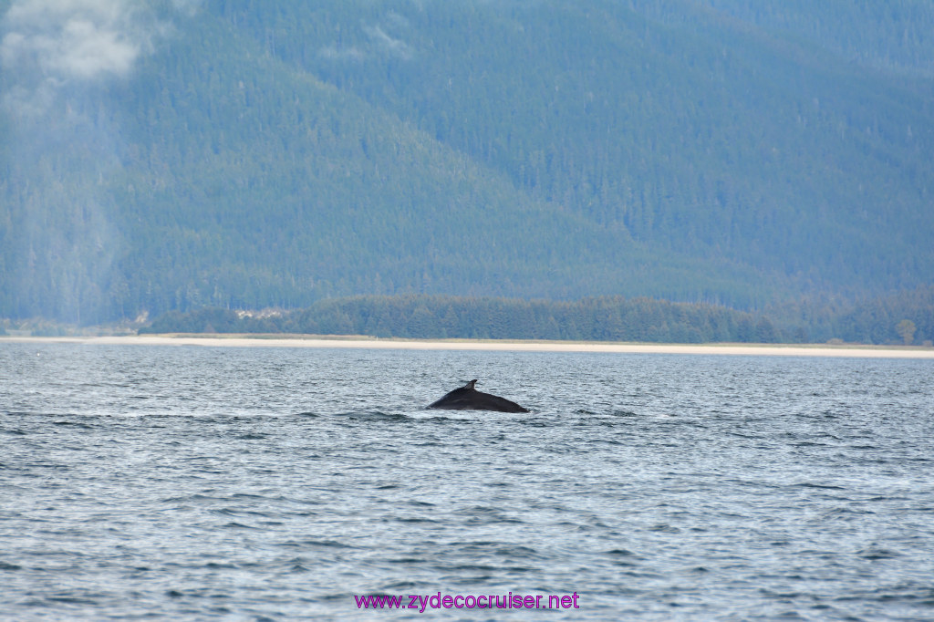 401: Carnival Miracle Alaska Cruise, Juneau, Harv and Marv's Whale Watching, 