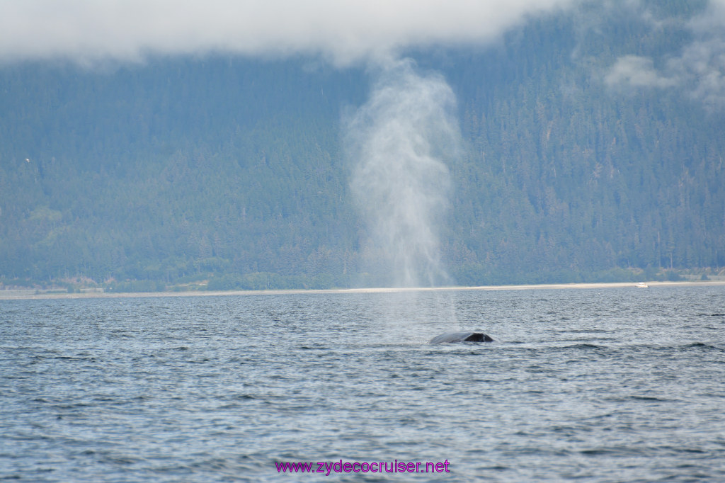 403: Carnival Miracle Alaska Cruise, Juneau, Harv and Marv's Whale Watching, 