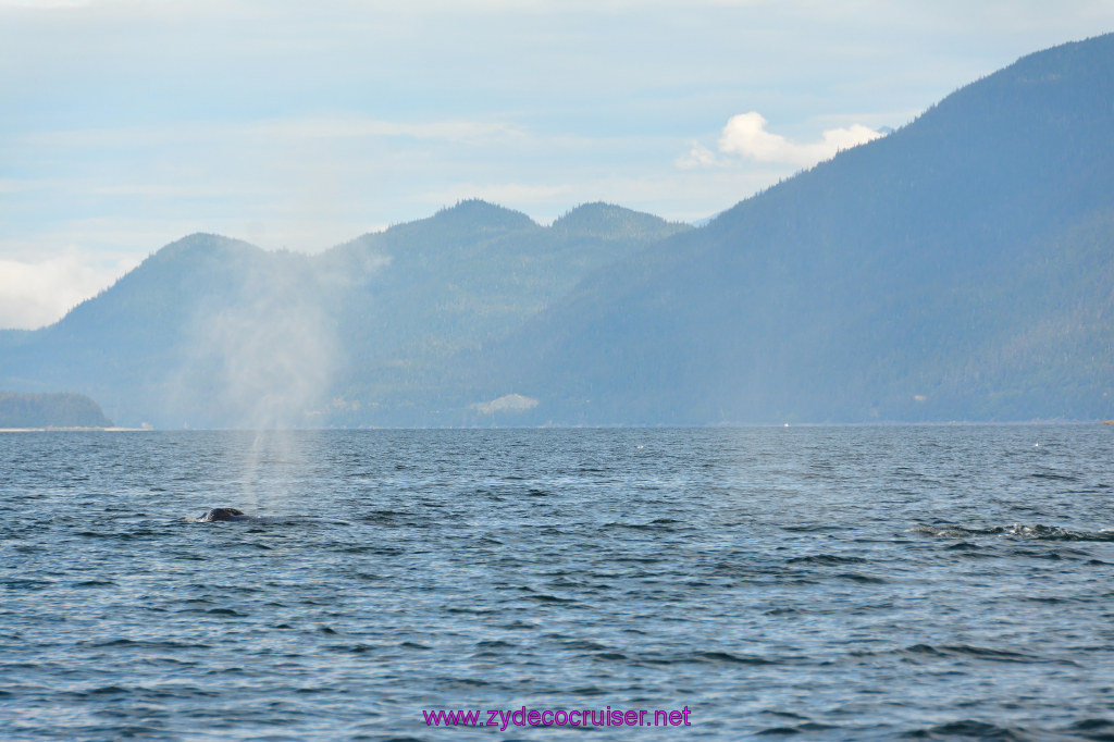 430: Carnival Miracle Alaska Cruise, Juneau, Harv and Marv's Whale Watching, 