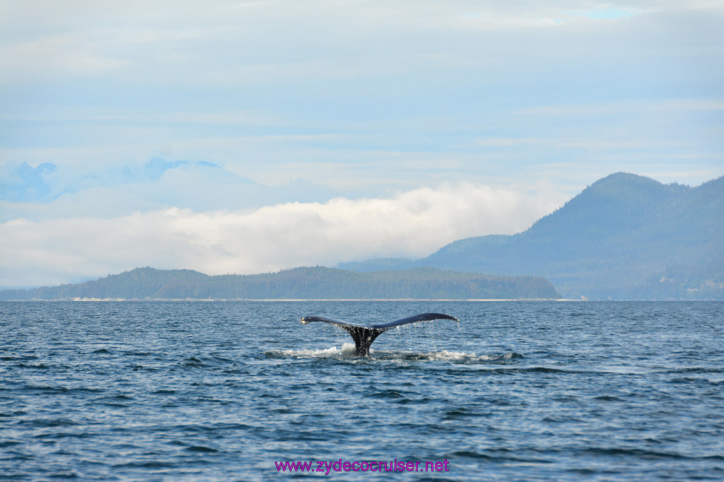 440: Carnival Miracle Alaska Cruise, Juneau, Harv and Marv's Whale Watching, 