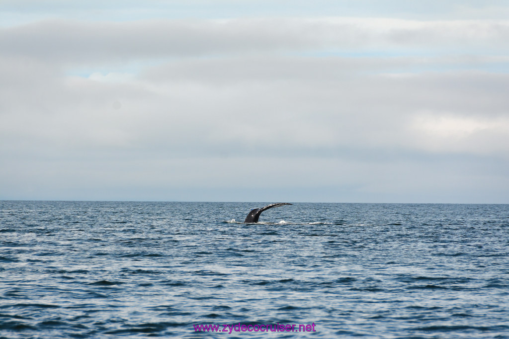 455: Carnival Miracle Alaska Cruise, Juneau, Harv and Marv's Whale Watching, 