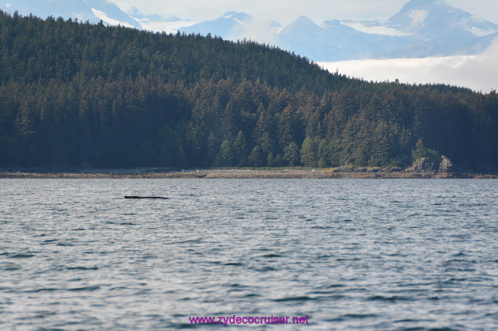 461: Carnival Miracle Alaska Cruise, Juneau, Harv and Marv's Whale Watching, 