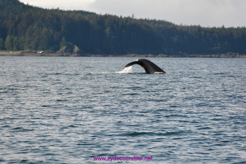 466: Carnival Miracle Alaska Cruise, Juneau, Harv and Marv's Whale Watching, 