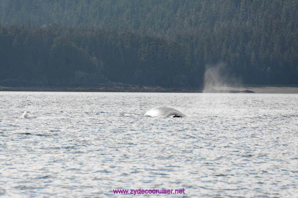 473: Carnival Miracle Alaska Cruise, Juneau, Harv and Marv's Whale Watching, 