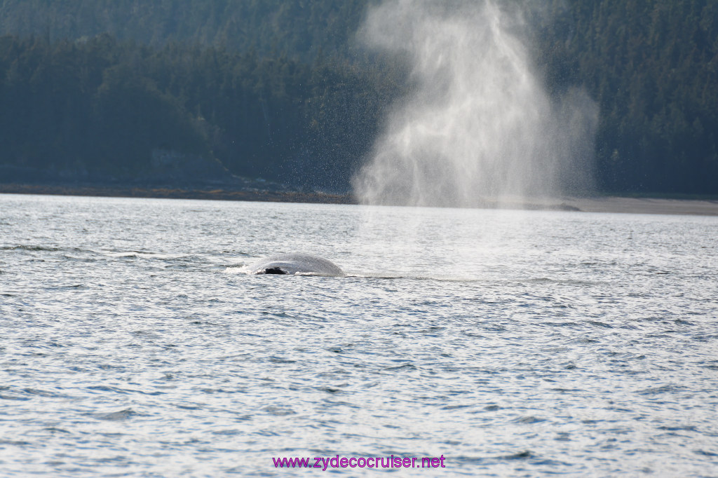 481: Carnival Miracle Alaska Cruise, Juneau, Harv and Marv's Whale Watching, 