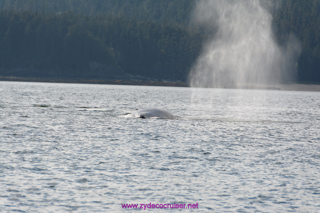 482: Carnival Miracle Alaska Cruise, Juneau, Harv and Marv's Whale Watching, 
