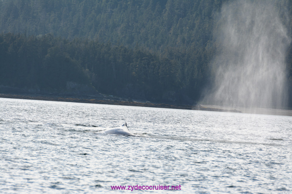483: Carnival Miracle Alaska Cruise, Juneau, Harv and Marv's Whale Watching, 
