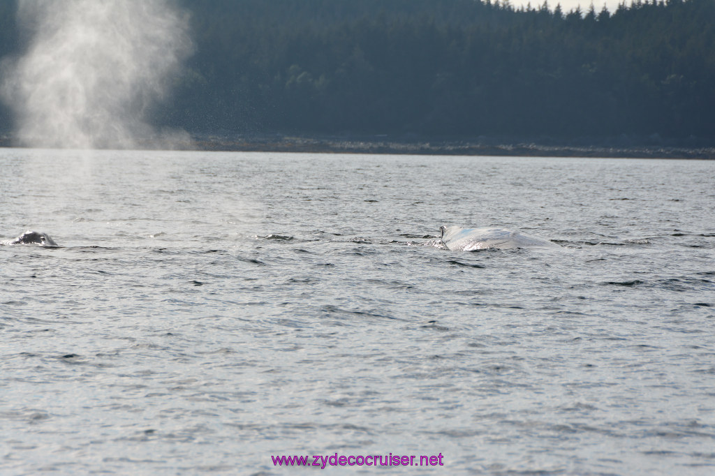 501: Carnival Miracle Alaska Cruise, Juneau, Harv and Marv's Whale Watching, 
