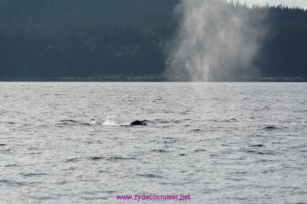503: Carnival Miracle Alaska Cruise, Juneau, Harv and Marv's Whale Watching, 