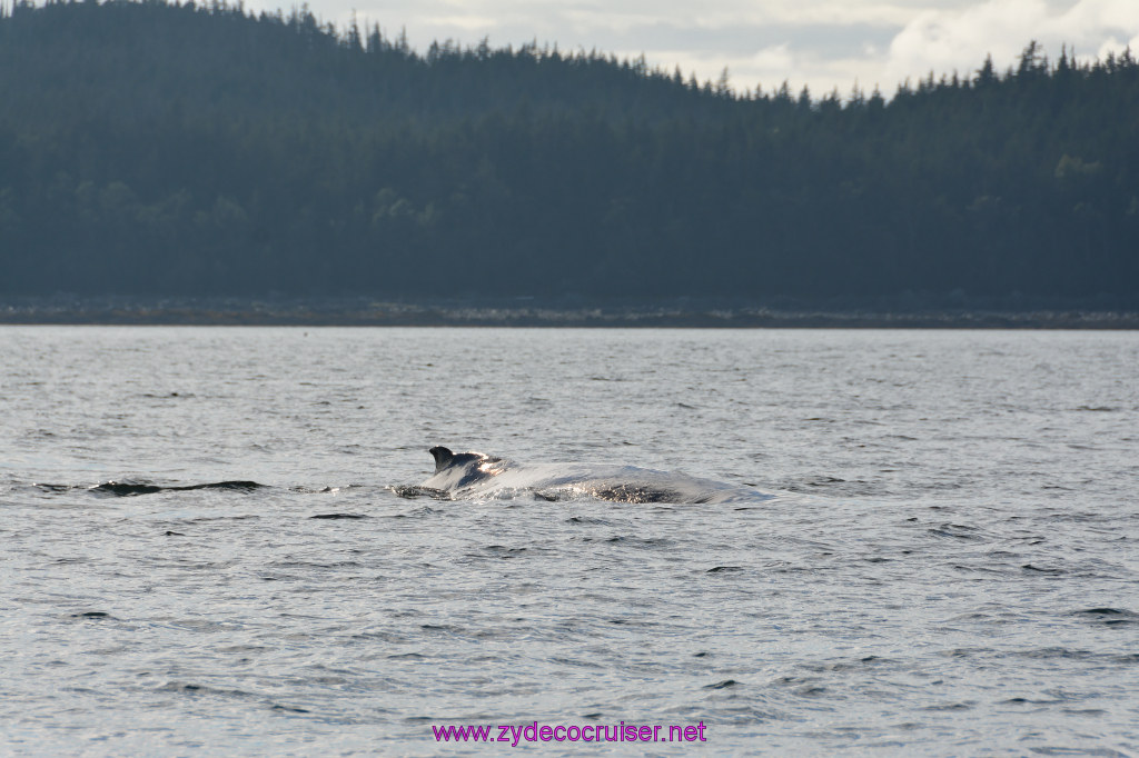 507: Carnival Miracle Alaska Cruise, Juneau, Harv and Marv's Whale Watching, 