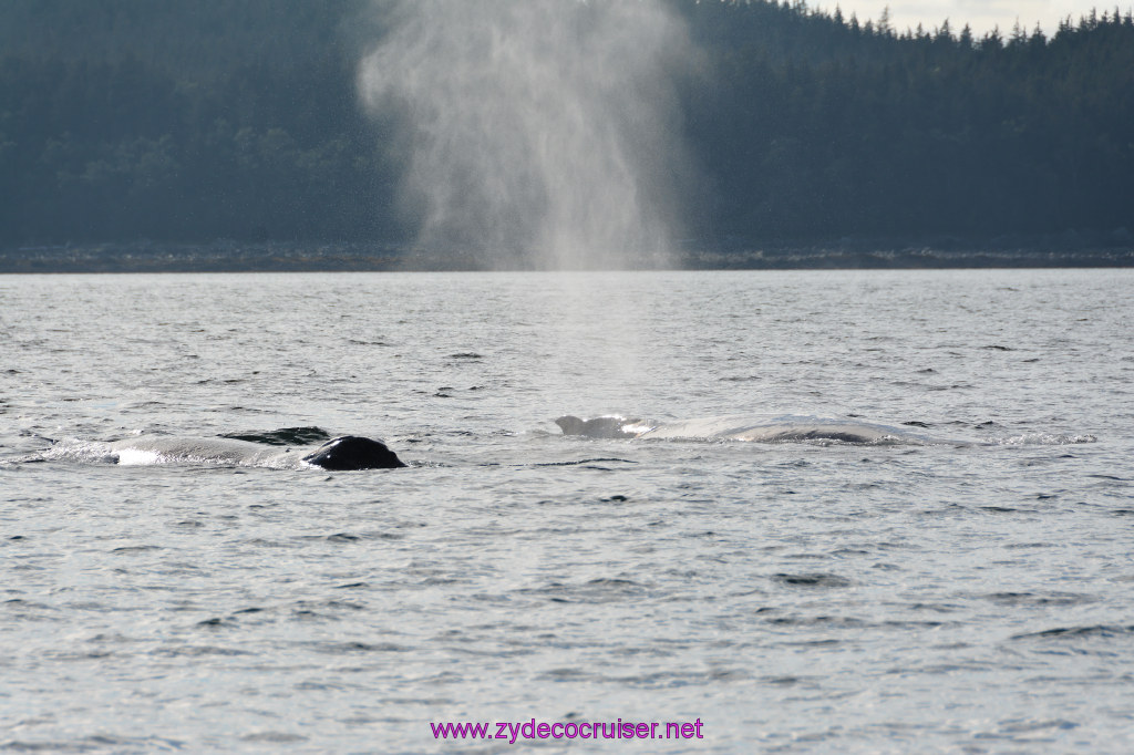 509: Carnival Miracle Alaska Cruise, Juneau, Harv and Marv's Whale Watching, 