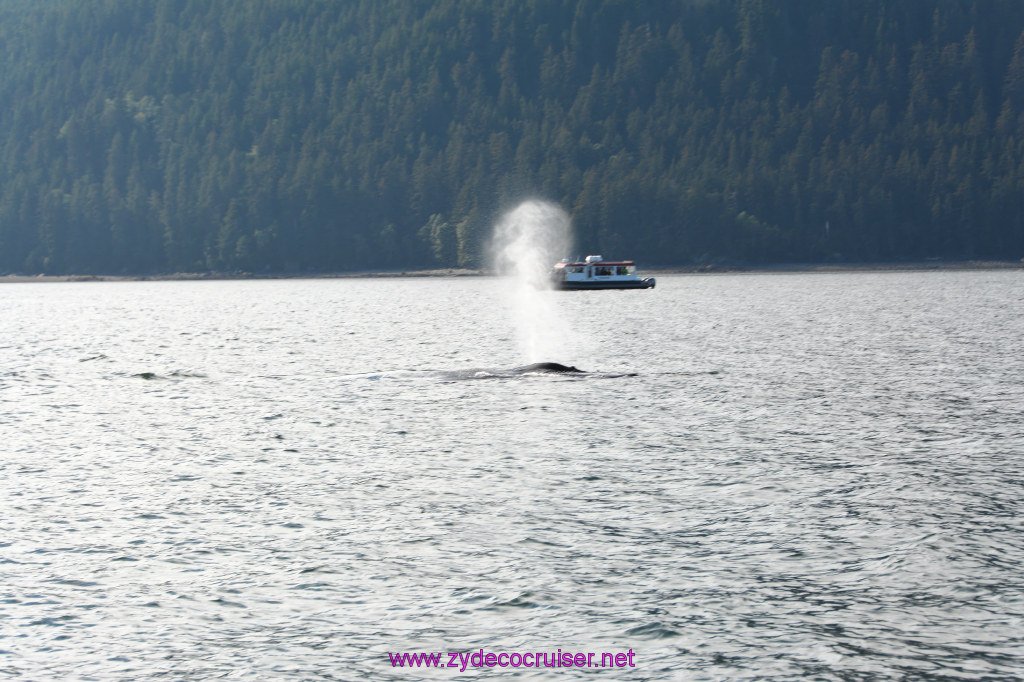 529: Carnival Miracle Alaska Cruise, Juneau, Harv and Marv's Whale Watching, 