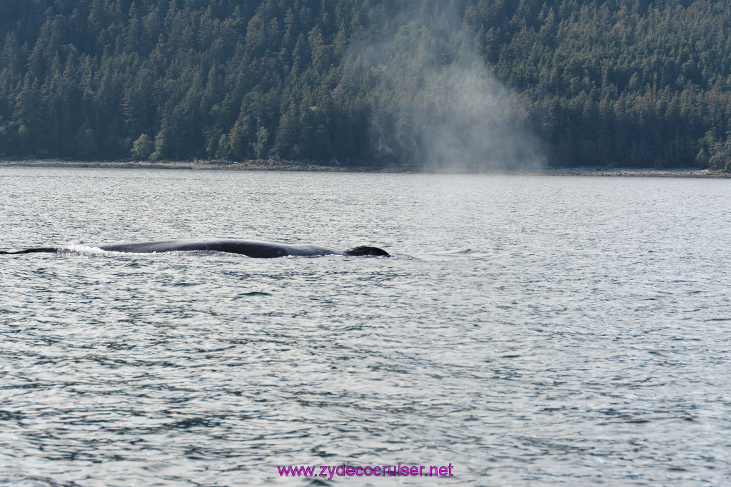 541: Carnival Miracle Alaska Cruise, Juneau, Harv and Marv's Whale Watching, 