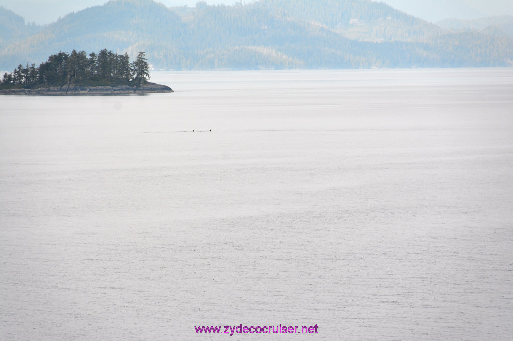 035: Carnival Miracle Alaska Cruise, Sea Day 2, Orcas in the distance, 