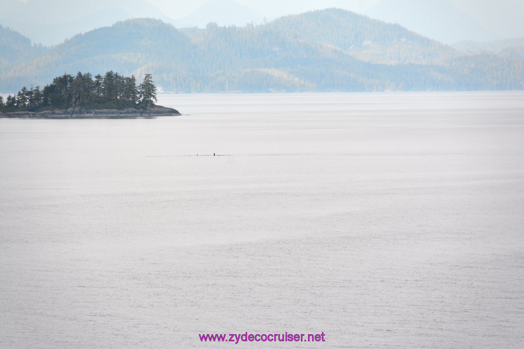 036: Carnival Miracle Alaska Cruise, Sea Day 2, Orcas in the distance, 