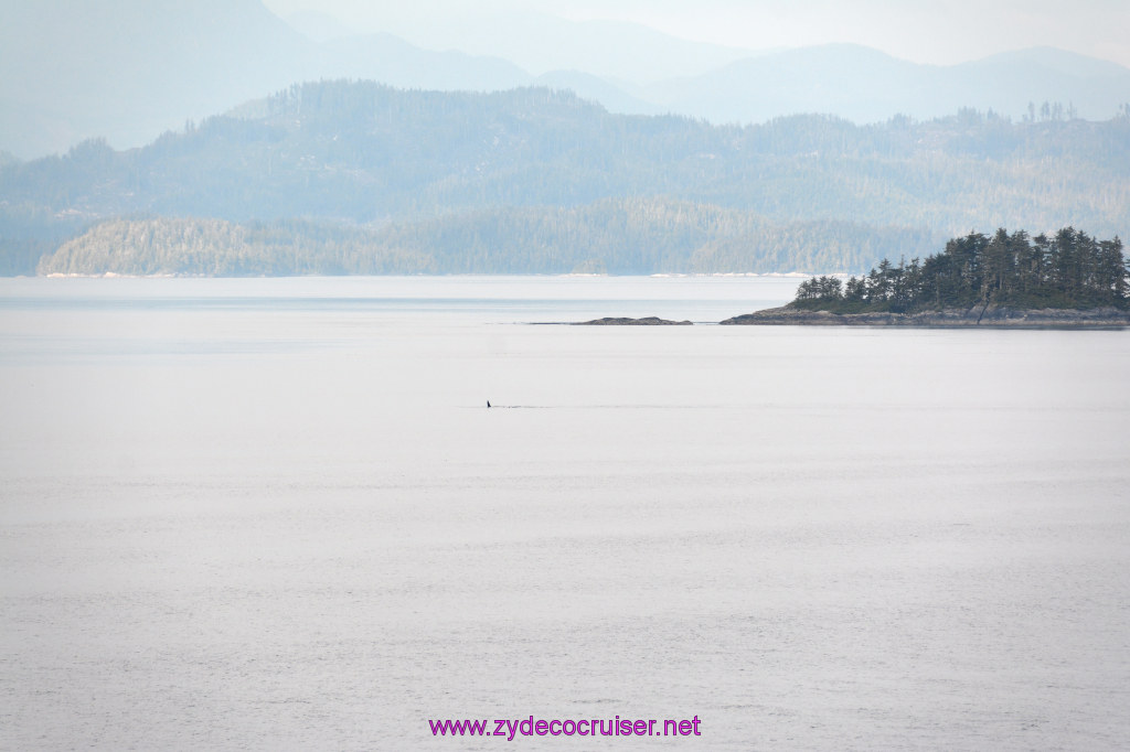 038: Carnival Miracle Alaska Cruise, Sea Day 2, Orcas in the distance, 