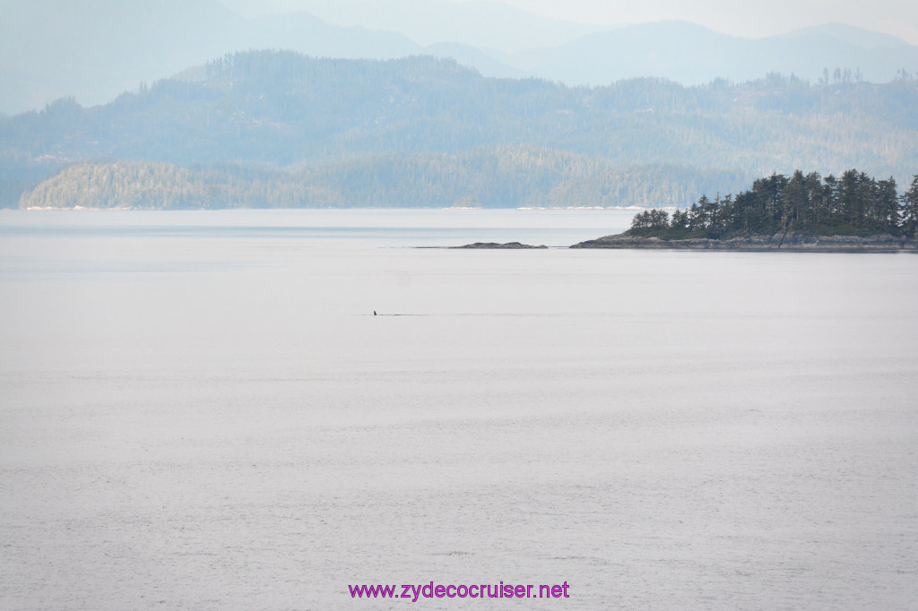 039: Carnival Miracle Alaska Cruise, Sea Day 2, Orcas in the distance, 
