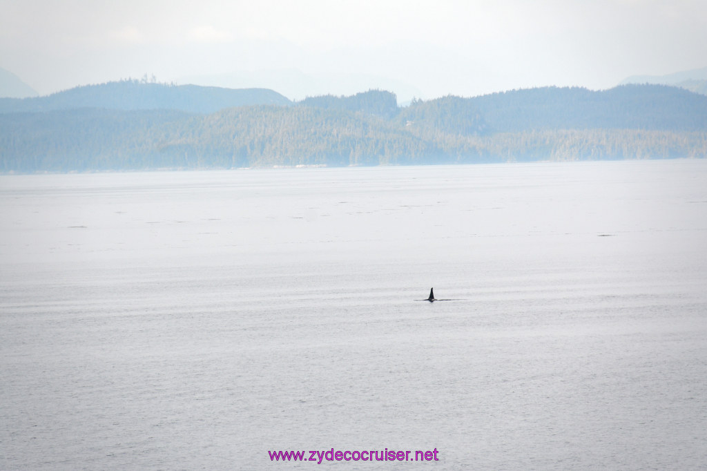 040: Carnival Miracle Alaska Cruise, Sea Day 2, Orcas in the distance, 